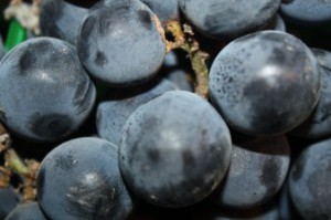 Concord Grapes