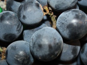 Concord Grapes